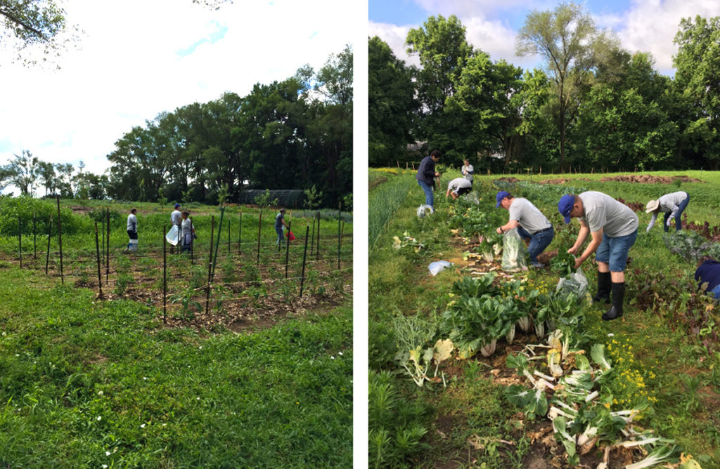 Gleaning bok choy at After the Harvest on Giving Day 2019.